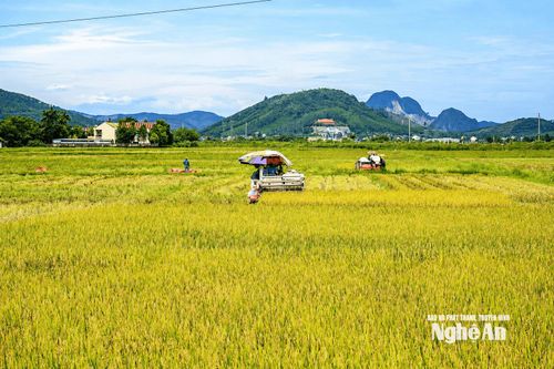 Vựa lúa Yên Thành (cũ) cũng chín vàng từ nửa cuối tháng 8. Trong ảnh: Nông dân xã Yên Thành hối hả thu hoạch lúa Hè Thu bằng máy gặt đập liên hợp. Ảnh: Xuân Hoàng