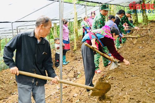 Cán bộ, chiến sĩ Đồn Biên phòng Vàng Ma Chải cũng nhân dân bản Ngài Thầu, xã Sì Lở Lầu làm luống chuẩn bị trồng sâm Lai Châu.