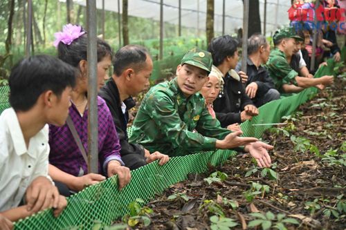 Thiếu tá Nguyễn Duy Khánh, Chính trị viên phó Đồn Biên phòng Vàng Ma Chải, Ban chỉ huy BĐBP tỉnh Lai Châu hướng dẫn người dân cách chăm sóc cây sâm Lai Châu.