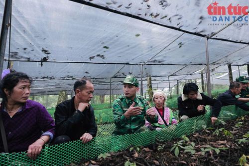Bộ đội Biên phòng hướng dẫn kỹ thuật chăm sóc cây sâm Lai Châu cho nhân dân bản Ngài Thầu, xã Sì Lở Lầu (Lai Châu).