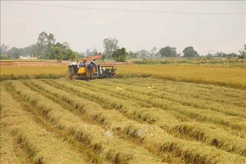 Với diện tích gieo trồng lúa năm 2025 đạt trên 720.000 ha và sản lượng hơn 4,6 triệu tấn, Cần Thơ sở hữu nguồn rơm rạ vô cùng dồi dào.