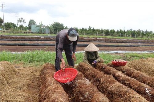 Thu hoạch nấm rơm ở xã Thới Lai.