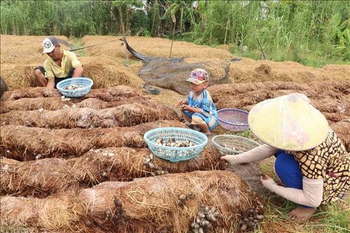 Gia đình anh Lê Sáu (phường Thới An Đông), trồng 800 – 900 cuộn rơm và thu hoạch bình quân 200 kg nấm/ngày.