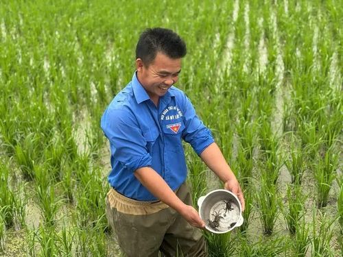 Anh Vũ Văn Thông, Bí thư Chi đoàn thôn Trần Phú là người có tình yêu, đam mê với sản xuất nông nghiệp.