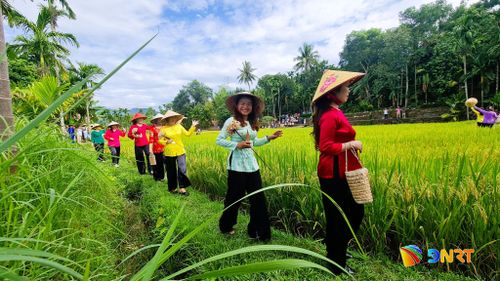 Phụ nữ mặc trang phục bộ đồ bà ba truyền thống trình diễn trên cánh đồng lúa chín. Ảnh: DIỄM LỆ