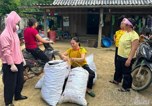 Người dân xã Tuần Giáo thu hoạch mắc ca đem bán cho thương lái. 