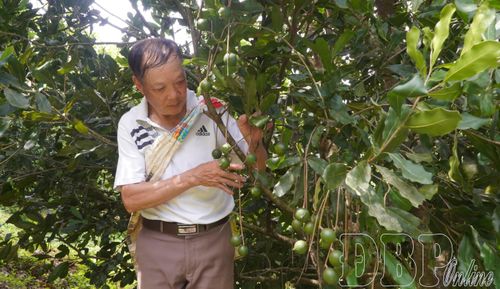 Ông Là Văn Chanh, bản Pha Làng thu hái quả mắc ca. 