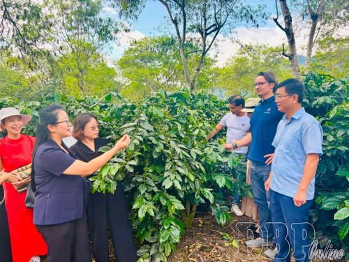 Lãnh đạo xã Mường Ảng và các đơn vị liên kết khảo sát vùng nguyên liệu cà phê. (Ảnh: C.T.V)