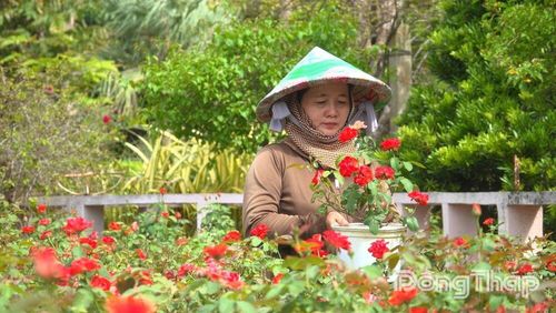 Nhân viên Khu du lịch Vườn Hồng Tư Tôn chăm sóc từng luống hoa chuẩn bị phục vụ du khách dịp lễ. Ảnh: HOÀI THẢO