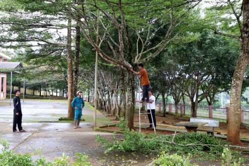 Quét dọn, cắt tỉa cây xanh đảm bảo an toàn tại THPT Lê Quý Đôn, xã Tuy Đức