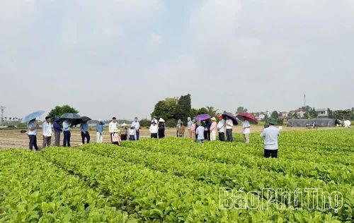 Chi cục Trồng trọt và bảo vệ thực vật Phú Thọ tổ chức lớp tập huấn điều tra sinh vật hại trên cây rau tại xã Hội Thịnh.