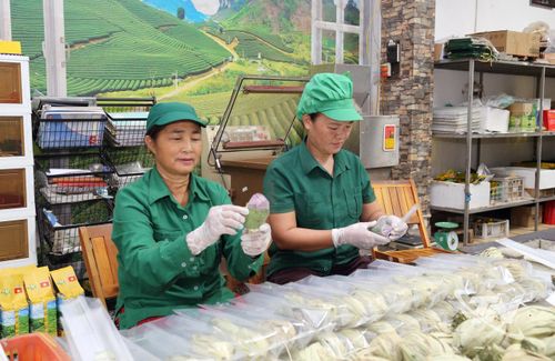 Chè sen (chè búp được bọc gói trong bông sen sấy thăng hoa) của HTX chè Nhật Thức là sản phẩm cao cấp chỉ sản xuất theo đơn đặt hàng.