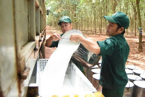 Giá cao su trong nước hôm nay tiếp tục đi ngang. Ảnh minh họa