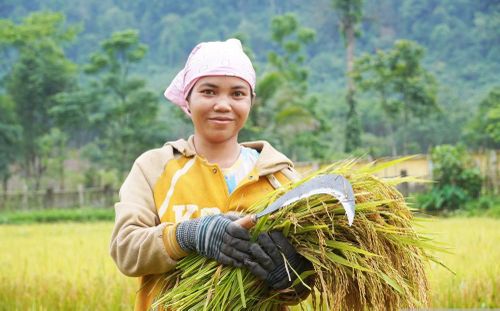 Để biết cầm cái liềm, trồng lúa nước, bà con người Rục đã nỗ lực, cố gắng không ngừng trong những năm qua.