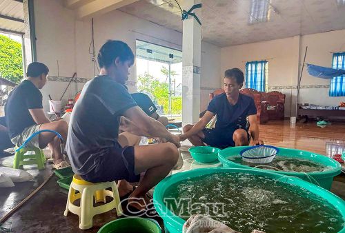 Công nhân Công ty TNHH Tôm giống Đất Mũi kiểm tra, chăm sóc tôm giống trong quá trình ương dưỡng.