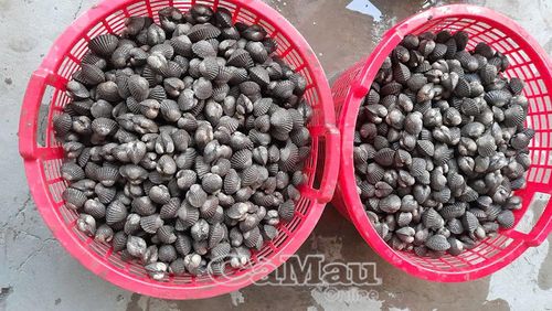 Sau khoảng 1 năm thả nuôi, sò huyết đạt trọng lượng khoảng 80 con/kg.