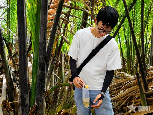Du khách trải nghiệm lấy mật cây dừa nước tại Cần Giờ. Ảnh: KHA LỘC