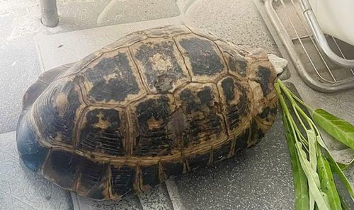 Cá thể rùa vàng quý hiếm do ông Biên phát hiện có trọng lượng khoảng 2 kg.