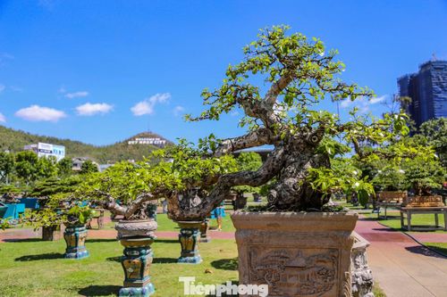 Liên hoan, Triển lãm, Hội thi Sinh vật cảnh tỉnh Gia Lai mở rộng lần thứ II - 2026 cũng là một trong những hoạt động hưởng ứng Năm Du lịch quốc gia - Gia Lai 2026. Ảnh: Trương Định.