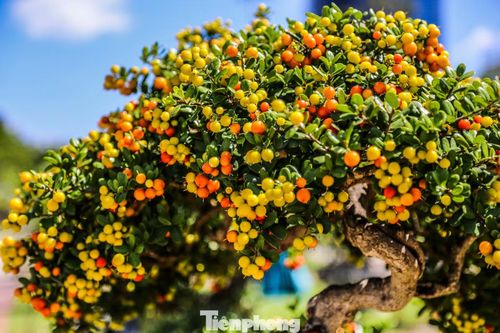 Những tác phẩm linh sam cũng gây chú ý tại triển lãm. Ảnh: Trương Định.