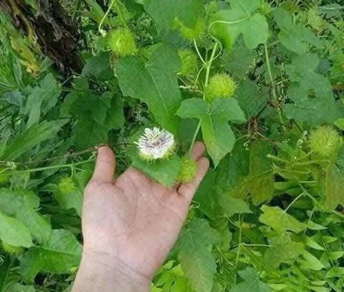 Cây lạc tiên tím chữa mất ngủ. Ảnh: Cao Thanh