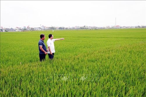Cán bộ và người dân xã Giao Hòa (Ninh Bình) kiểm tra tình hình phát triển của lúa trên cánh đồng lớn 30ha tại thôn Lạc Thiện.