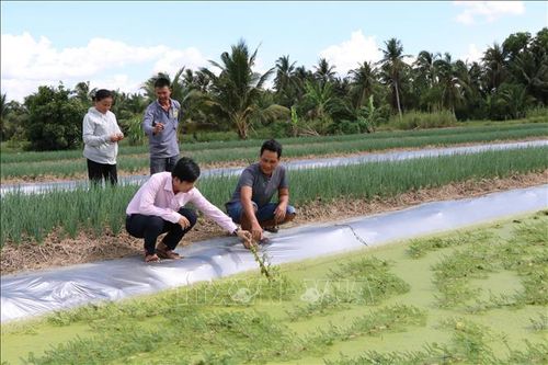 Người dân xã Phong Thạnh, tỉnh Vĩnh Long được tiếp cận nguồn vốn tín dụng chính sách để đầu tư phát triển sản xuất, tạo sinh kế và nâng cao thu nhập.