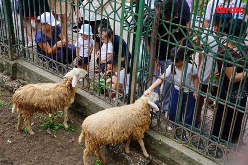 Nhiều em nhỏ thích thú khi được tận mắt quan sát những loài động vật vốn chỉ biết qua sách báo, truyền hình.