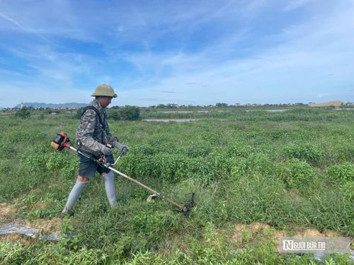 Nhờ đặc tính sinh trưởng mạnh, sau khi cắt, người dân chỉ cần xới nhẹ đất là cây sẽ lập tức đâm chồi, nảy lộc và nhanh chóng cho thu hoạch các lứa tiếp theo.