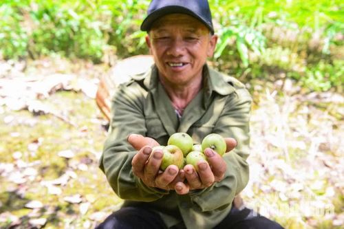 Niềm vui của ông Thao Nọ Gia khi những quả táo đã giúp ông từ lo ăn từng bữa đến thoát nghèo và làm giàu.
