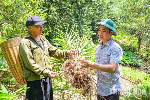 Ông Thao Nọ Gia (bên trái) chia sẻ với Bí thư Đảng ủy xã Pù Nhi Đoàn Văn Trường về mô hình trồng táo mèo và cây sa nhân.