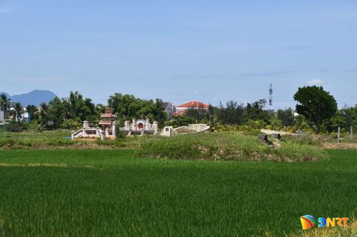 Khu mộ cổ của tộc Nguyễn Viết nằm giữa cánh đồng làng Đế Võng. Ảnh Hoài Nam