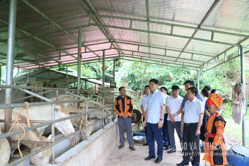 Đoàn công tác của tỉnh do đồng chí Vũ Hoàng Anh, Phó Bí thư Tỉnh ủy làm trưởng đoàn tham quan mô hình chăn nuôi ngựa bạch của người dân tại xã Xuân Dương