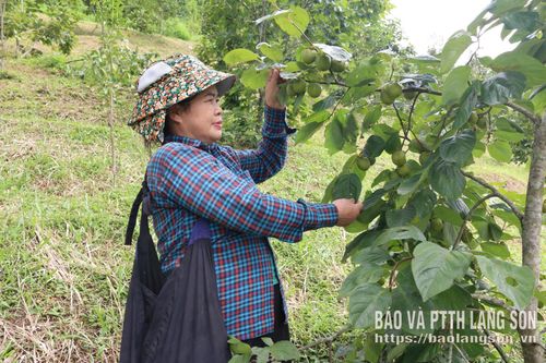 Mô hình trồng hồng vành khuyên đem lại hiệu quả kinh tế ổn định cho người dân xã Hoàng Văn Thụ