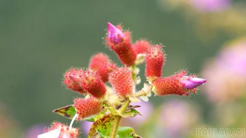 Sắc tím của hoa nổi bật giữa màu xanh của núi rừng vùng cao.
