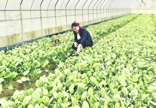 Hệ thống nhà màng, nhà lưới cùng việc ứng dụng tự động hóa đã giúp HTX Nông nghiệp dịch vụ và cung ứng thực phẩm Đà Bắc - xã Đà Bắc nâng cao hiệu quả sản xuất.