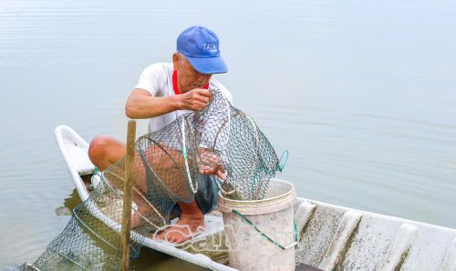 Từ kinh nghiệm gần 30 năm gắn bó với nghề nuôi tôm, ông Hồ Văn Long (ấp Ðầm Cùng, xã Cái Nước), cho rằng, nghề nuôi tôm muốn phát triển bền vững không thể chỉ chạy theo sản lượng, mà phải chú trọng chất lượng, an toàn và giá trị con tôm.