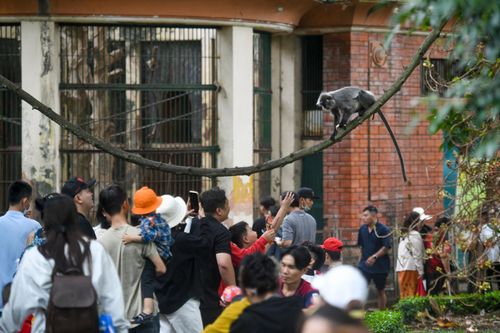  Du khách hào hứng đứng quanh khu chuồng khỉ, ngắm và "giao lưu" với những chú voọc bạc Đông Dương. 