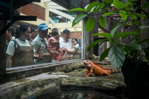  Du khách tập trung tại một số chuồng bò sát. Các loài kỳ nhông với đủ loại màu sắc luôn thu hút sự chú ý của nhiều trẻ em. 