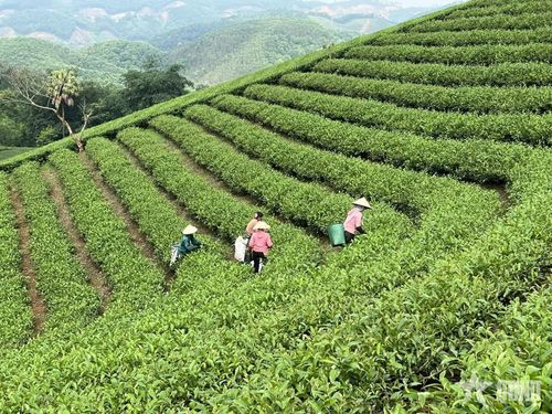 Người dân Long Cốc thu hái chè.