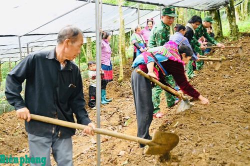 Cán bộ, chiến sĩ Bộ đội Biên phòng tỉnh Lai Châu cùng bà con bản Ngài Thầu lên luống, chuẩn bị mặt bằng trồng sâm Lai Châu. Ảnh: Đức Duẩn