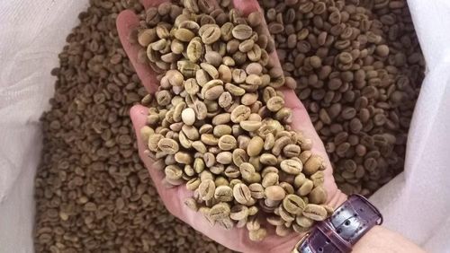  Cà phê Robusta Việt Nam được thế giới ưa chuộng, đứng số 1 thế giới về xuất khẩu cà phê Robusta. ﻿ Ảnh: Viết Hảo 