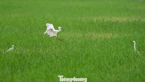Cò trắng kiếm ăn giữa những ruộng lúa.
