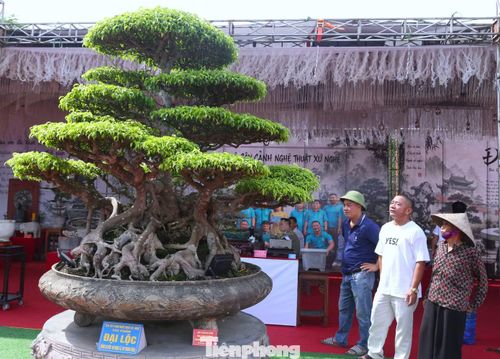  Không chỉ gây chú ý bởi tuổi đời và giá trị, "cụ sanh" còn trở thành điểm check-in được nhiều người yêu cây cảnh tìm đến, đứng ngắm, chụp ảnh. 
