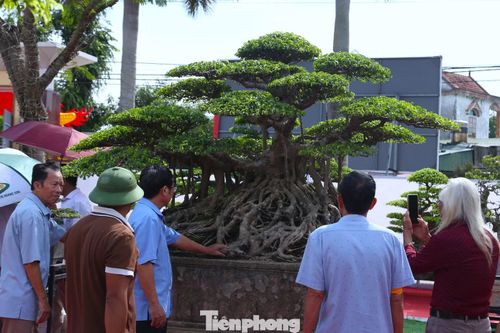 Không chỉ “Đại lộc”, ông Công còn đưa tới triển lãm một cây sanh cổ khác cũng được cho là khoảng 100 năm tuổi, mang dáng trực hoành. Tác phẩm từng được một người chơi cây ngỏ ý trả 1 triệu USD. “Giá trị của những cây cổ thụ không chỉ nằm ở mức giá được trả mà còn ở tuổi đời, thế cây, công sức chăm sóc và câu chuyện được bồi đắp qua nhiều năm tháng”, ông Công chia sẻ.