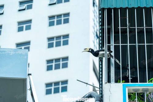 8 cá thể Cao Cát được phát hiện gần trụ sở thành phố Quảng Ninh là loài đang bị đe dọa tuyệt chủng, nghiêm cấm khai thác, sử dụng vì mục đích thương mại.