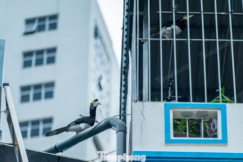 Đây là loài chim ăn tạp, ăn trái cây, côn trùng và động vật nhỏ.
