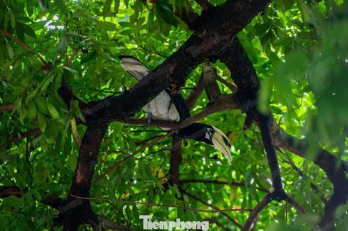 Chim có phần dưới ngực, họng, dưới đuôi, phần mút các lông đuôi ngoài, mép cánh, phần gốc và mút các lông cánh sơ cấp, trừ hai lông ngoài cùng và mút các lông cánh thứ cấp màu trắng. Toàn bộ các phần còn lại của bộ lông màu đen. Mỏ chim có cấu tạo hai tầng màu vàng nhạt, phần giữa hai tầng và chóp tầng trên của mỏ màu đen. Chim càng già tầng mỏ trên càng cao và dài.