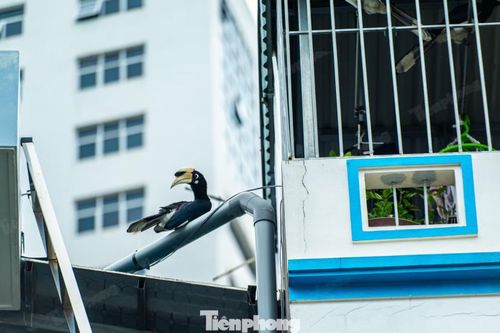 Thời gian gần đây, người dân tại phường Hạ Long, thành phố Quảng Ninh phát hiện một số cá thể chim Cao Cát thường xuyên bay lượn tại khu vực khu dân cư phía sau trụ sở làm việc của Thành ủy, UBND thành phố Quảng Ninh.