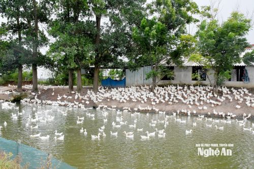 Ở xóm Thanh Thủy, xã Nam Đàn có nhiều mô hình kinh tế hiệu quả, cho thu nhập cao. Ảnh: Công Kiên